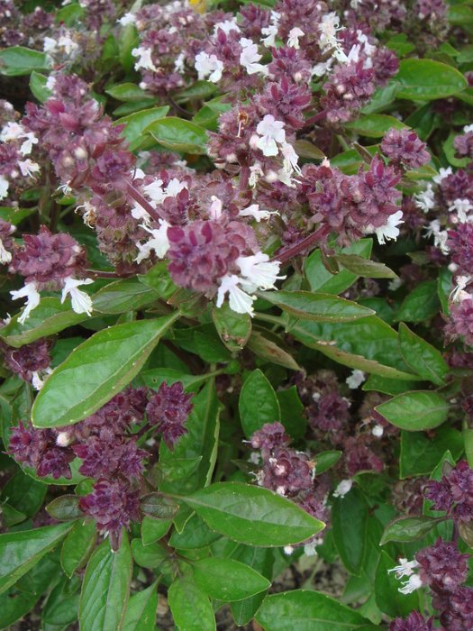 Ocimum basilicum 'Magical Michael'